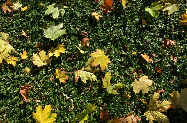 Cena Outono Dourada Com Folhas Amarelas Uma Grama Verde Brilhante — Fotografia de Stock