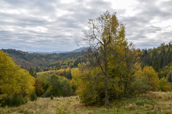 언덕에 이무성하고 푸르른 녹색의 나무들 이자라고 우크라이나 카르파티아 — 스톡 사진