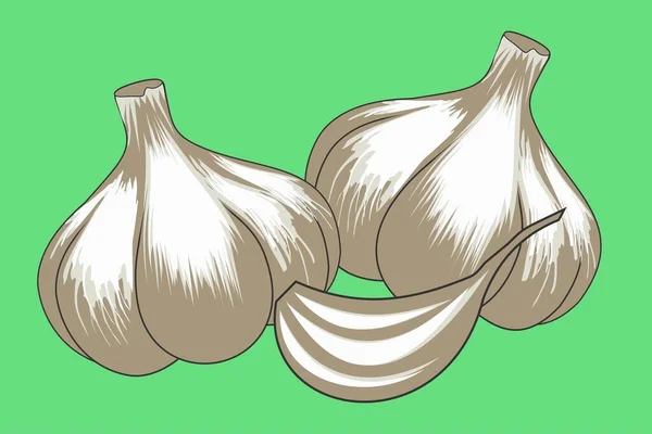 Bawang Putih Peterseli Bawang Adas Cengkeh Gambar Vektor - Stok Vektor