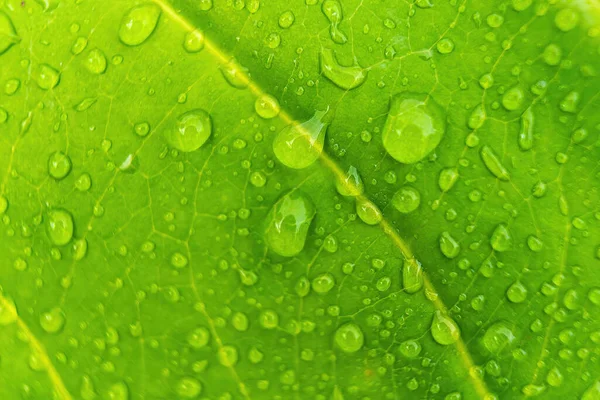 Sabahın Köründe Yağmurdan Sonra Damlasıyla Birlikte Güzel Yeşil Yaprağın Makro — Stok fotoğraf