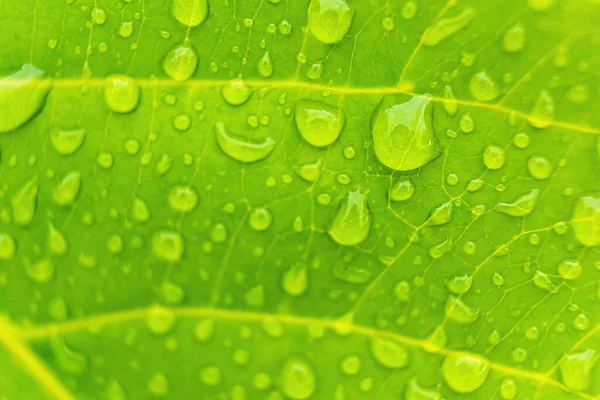 朝の日差しの中で雨の後に水を垂らす美しい緑の葉のマクロな閉鎖自然背景 — ストック写真