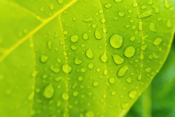 Macro Closeup Του Όμορφο Φρέσκο Πράσινο Φύλλο Σταγόνα Νερό Μετά — Φωτογραφία Αρχείου