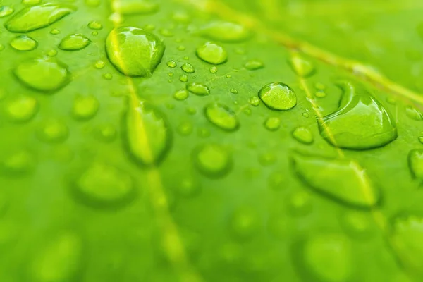 朝の日差しの中で雨の後に水を垂らす美しい緑の葉のマクロな閉鎖自然背景 — ストック写真