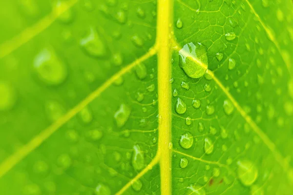 Macro Gros Plan Belle Feuille Verte Fraîche Avec Une Goutte — Photo