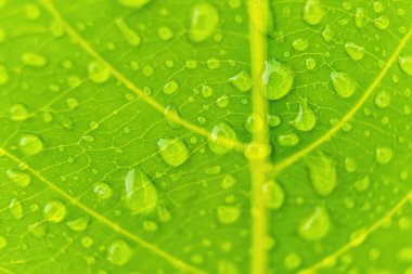 Sabahın köründe yağmurdan sonra su damlasıyla birlikte güzel yeşil yaprağın makro yakın çekimi..