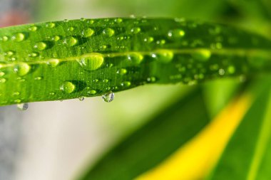 Sabahın köründe yağmurdan sonra su damlasıyla birlikte güzel yeşil yaprağın makro yakın çekimi..