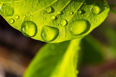 Sabahın köründe yağmurdan sonra su damlasıyla birlikte güzel yeşil yaprağın makro yakın çekimi..