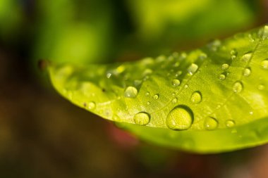 Sabahın köründe yağmurdan sonra su damlasıyla birlikte güzel yeşil yaprağın makro yakın çekimi..