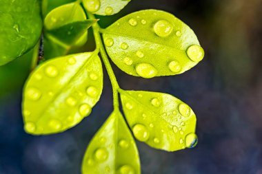 Sabahın köründe yağmurdan sonra su damlasıyla birlikte güzel yeşil yaprağın makro yakın çekimi..
