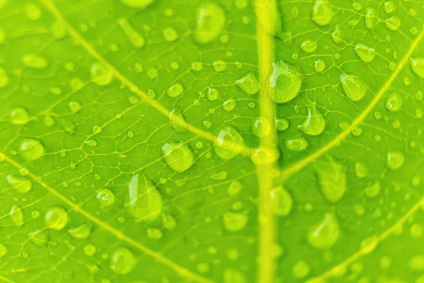 Macro Primer Plano Hermosa Hoja Verde Fresca Con Gota Agua — Foto de Stock