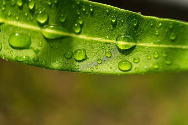 Macro Closeup Beautiful Fresh Green Leaf Drop Water Rain Morning — Stock Photo, Image