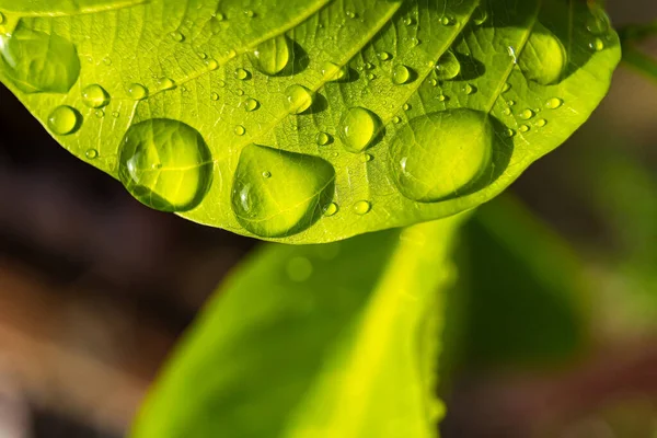 朝の日差しの中で雨の後に水を垂らす美しい緑の葉のマクロな閉鎖自然背景 — ストック写真