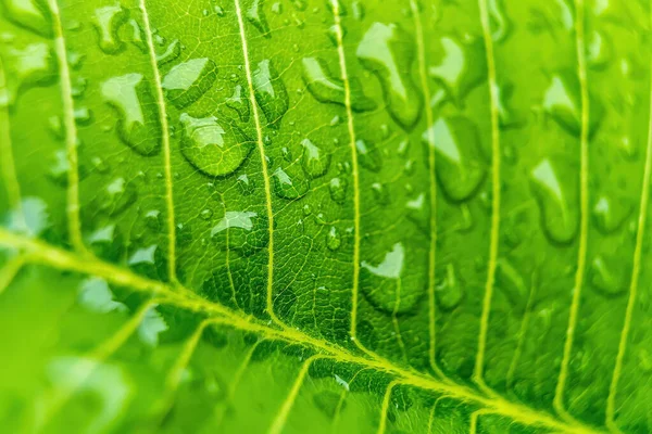 Macro Closeup Bela Folha Verde Fresca Com Gota Água Após — Fotografia de Stock