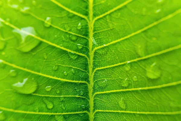 Macro Closeup Bela Folha Verde Fresca Com Gota Água Após — Fotografia de Stock