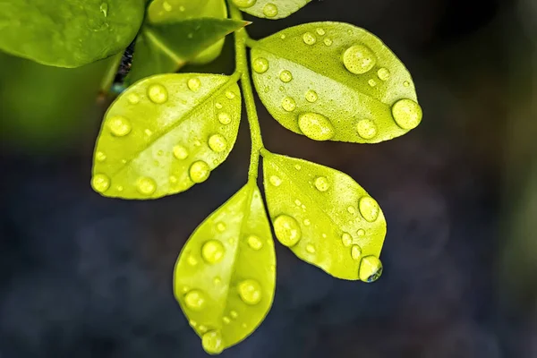 朝の日差しの中で雨の後に水を垂らす美しい緑の葉のマクロな閉鎖自然背景 — ストック写真