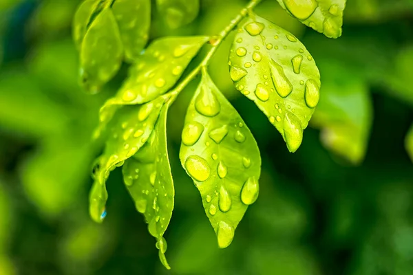 朝の日差しの中で雨の後に水を垂らす美しい緑の葉のマクロな閉鎖自然背景 — ストック写真