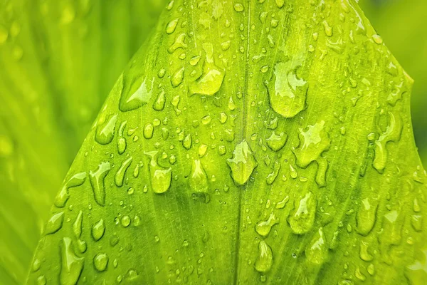 朝の日差しの中で雨の後に水を垂らす美しい緑の葉のマクロな閉鎖自然背景 — ストック写真