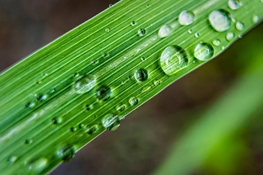 Sabahın köründe yağmurdan sonra su damlasıyla güzel yeşil çimlerin makro yakın çekimi..