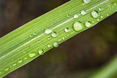Sabahın köründe yağmurdan sonra su damlasıyla güzel yeşil çimlerin makro yakın çekimi..