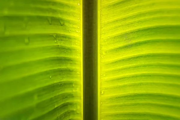 Макро Крупный План Красивый Свежий Зеленый Лист Банан Каплей Воды — стоковое фото