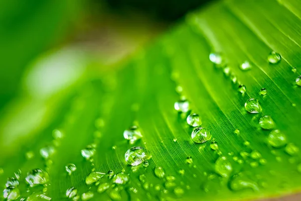 Macro Closeup Των Όμορφων Φρέσκα Πράσινα Φύλλα Μπανάνας Σταγόνα Νερό — Φωτογραφία Αρχείου