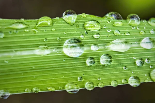 Macro Closeup Gyönyörű Friss Zöld Cseppnyi Vízzel Miután Eső Reggeli — Stock Fotó