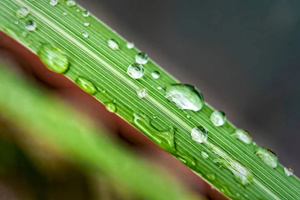 Macro Closeup Beautiful Fresh Green Grass Drop Water Rain Morning — Stock Photo, Image