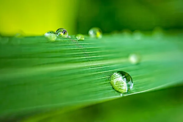 雨后春笋背景下美丽的青绿绿草与滴水的宏观特写 — 图库照片