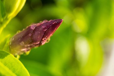 Makro yakın plan Güzel kırmızı çiçek yağmur sonrası su damlası ile Sabah güneşi arka plan.