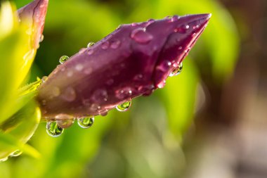 Makro yakın plan Güzel kırmızı çiçek yağmur sonrası su damlası ile Sabah güneşi arka plan.
