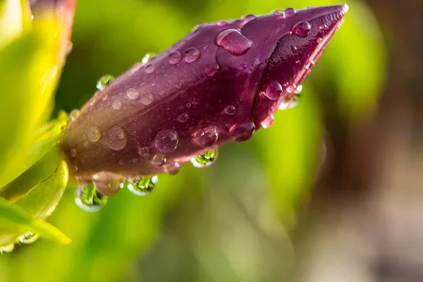 Makro Nahaufnahme Von Schöne Frische Rote Blume Mit Wassertropfen Nach — Stockfoto