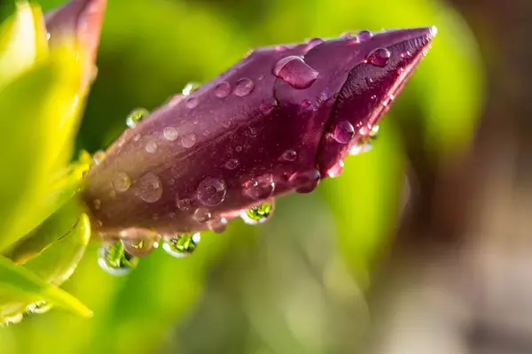 Makro Nahaufnahme Von Schöne Frische Rote Blume Mit Wassertropfen Nach — Stockfoto