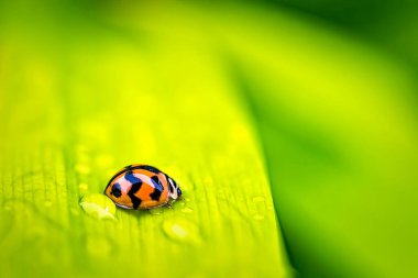 Macro, uğur böceğinin güzel kırmızı çiçeğinin üzerine sabah güneşinin ardından bir damla su damlatarak yakın plan görüntüsü..