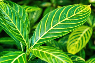 Güzel doğal yeşil yaprak dokusu arkaplanı görüntüsü