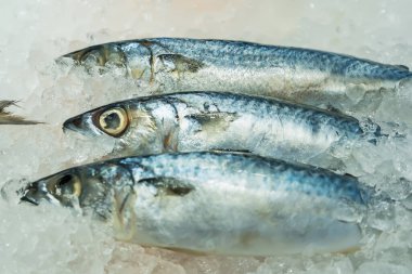 Süpermarkette buzda taze balık..