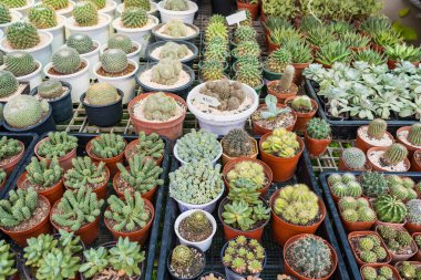 Çiçek saksısında güzel kaktüsler, arka planda güneş ışığı ve ağaç dükkanındaki doku.