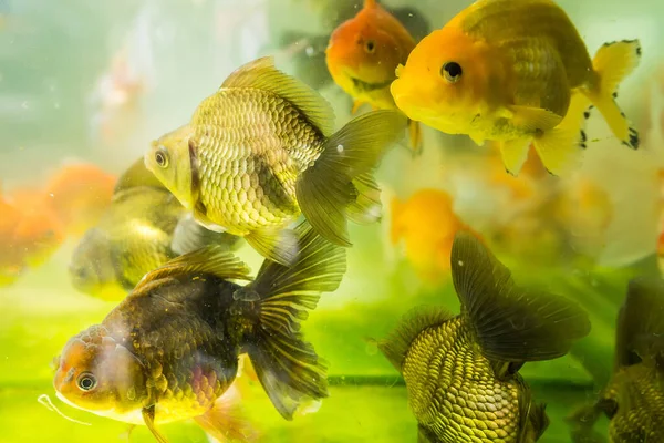 Золотые Рыбы Купаются Аквариуме Рыбным Орнаментом Красивом Рыбном Магазине Таиланда — стоковое фото