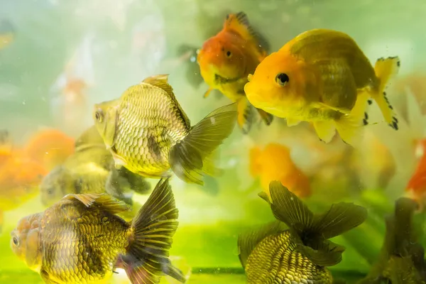 Poissons Nageant Dans Les Poissons Aquatiques Détente Réservoir Ornement Thailand — Photo