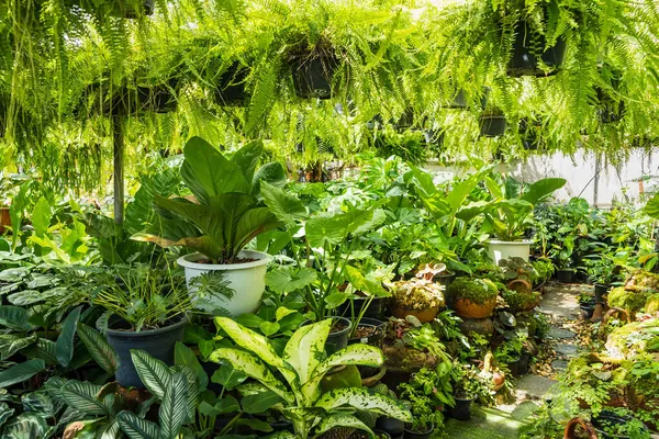 Hermosos Árboles Para Decorar Jardín Tienda Plantas Bangkok Tailandia — Foto de Stock