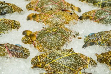 Piyasada pişirmek için hammadde olarak buzlu renkli yengeç.