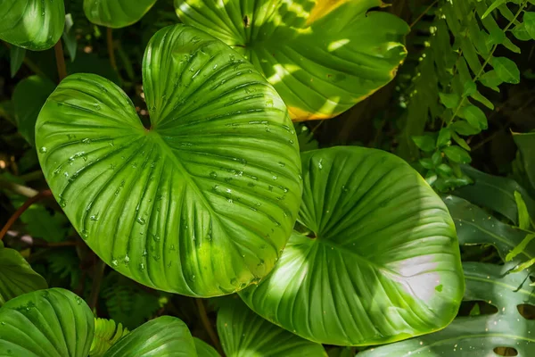 Vackra Ljust Gröna Tropiska Blad Med Regndroppar Texturerad Blommig Bakgrund — Stockfoto