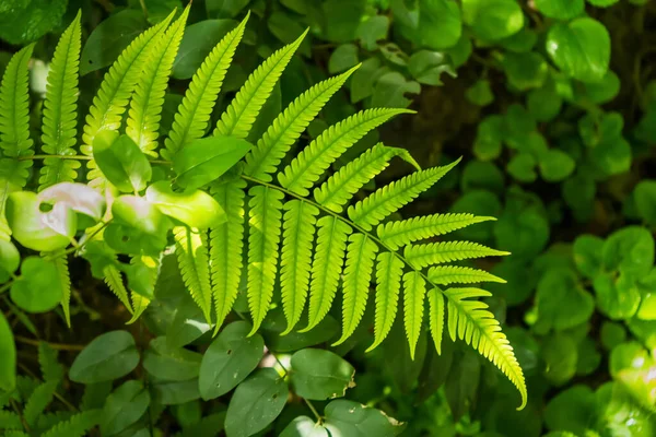 Krásné Jasně Zelené Tropické Listy Kapkami Deště Strukturované Květinové Pozadí — Stock fotografie