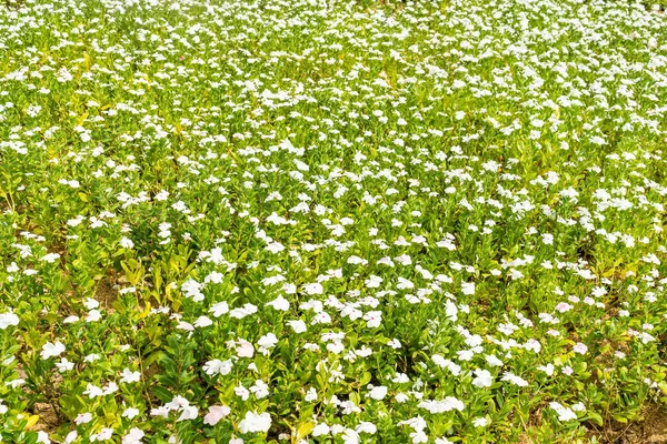 Ogród Kolorowymi Kwiatami Tło Ogród Kwiat — Zdjęcie stockowe