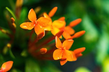 Makro yakın plan Su damlası ile güzel taze portakal iğnesi çiçeği arka plan.