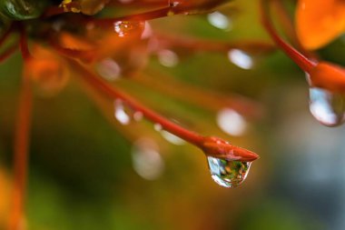 Makro yakın plan Su damlası ile güzel taze portakal iğnesi çiçeği arka plan.