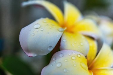 Makro, yağmurdan sonra yapraklara su damlacıkları damlatarak beyaz tesisat çiçeklerini yakın plan çeker..