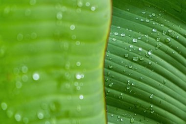 Sabahın köründe yağmurdan sonra su damlasıyla birlikte güzel yeşil yaprağın Macro yakın çekimi..