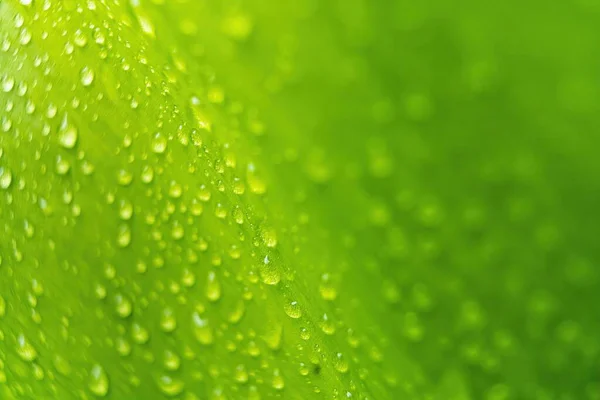Makro Nahaufnahme Von Schöne Frische Grüne Blatt Mit Wassertropfen Nach — Stockfoto
