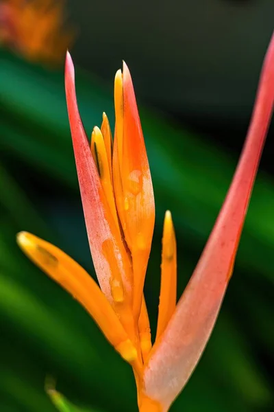 黄橙色の花のマクロクローズアップ Heliconia Psittacorum 水中自然を背景にしたロブスター爪熱帯植物 — ストック写真