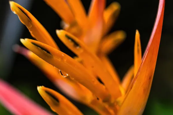 Macro Primo Piano Fiore Giallo Arancione Heliconia Psittacorum Aragosta Artigli — Foto Stock